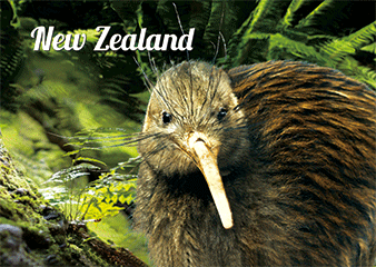 kakapo bird gif