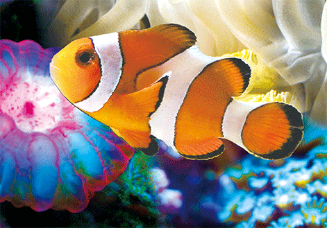 reef-clownfish-3d-postcard.gif